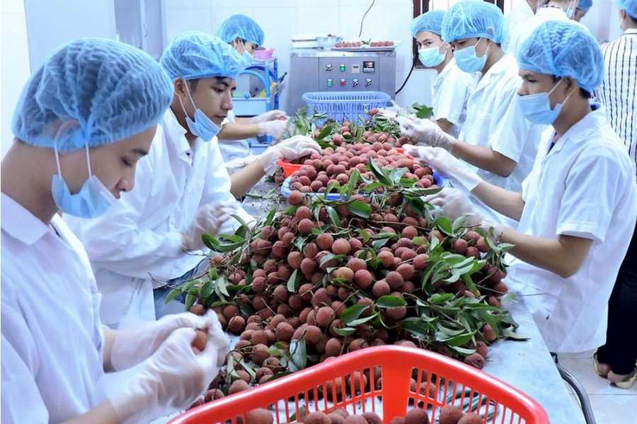 Xuất khẩu rau quả Việt Nam dần hồi phục trong 6 tháng đầu năm 2021